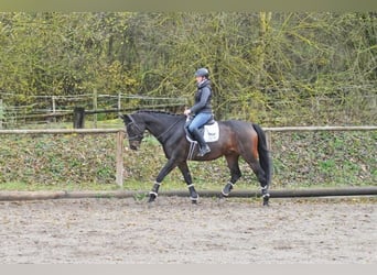 Oldenburger, Wallach, 10 Jahre, 170 cm, Brauner
