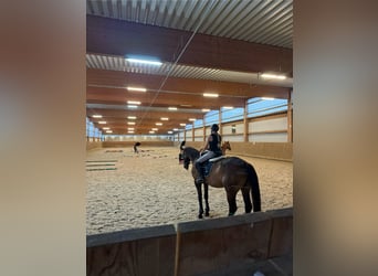 Oldenburger, Wallach, 10 Jahre, 170 cm, Dunkelbrauner