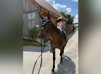 Oldenburger, Wallach, 10 Jahre, 170 cm, Dunkelbrauner