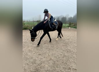 Oldenburger, Wallach, 10 Jahre, 170 cm, Dunkelbrauner