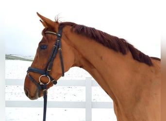 Oldenburger, Wallach, 10 Jahre, 170 cm, Fuchs