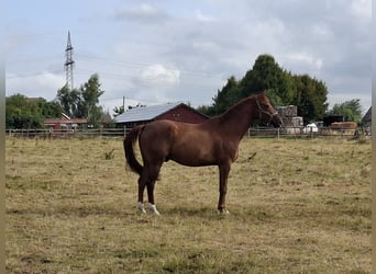 Oldenburger, Wallach, 10 Jahre, 170 cm, Fuchs