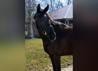 Oldenburger, Wallach, 10 Jahre, 170 cm, Rappe