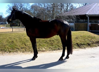 Oldenburger, Wallach, 10 Jahre, 170 cm, Rappe