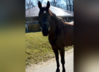 Oldenburger, Wallach, 10 Jahre, 170 cm, Rappe