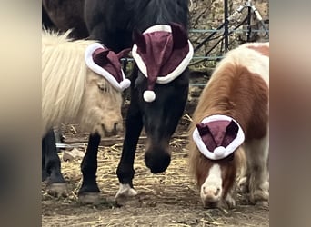 Oldenburger, Wallach, 10 Jahre, 170 cm, Schwarzbrauner