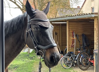 Oldenburger, Wallach, 10 Jahre, 170 cm, Schwarzbrauner