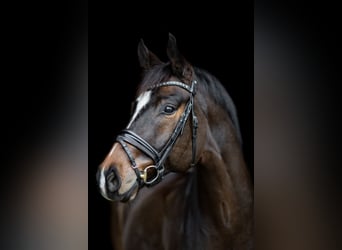 Oldenburger, Wallach, 10 Jahre, 172 cm, Dunkelbrauner