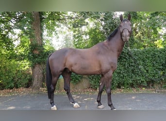 Oldenburger, Wallach, 10 Jahre, 172 cm, Rappe