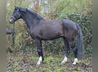 Oldenburger, Wallach, 10 Jahre, 172 cm, Schwarzbrauner