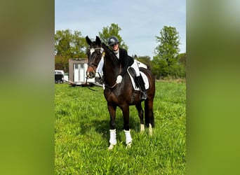 Oldenburger, Wallach, 10 Jahre, 173 cm, Dunkelbrauner