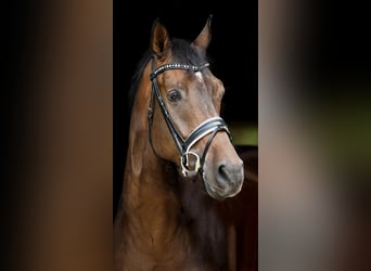 Oldenburger, Wallach, 10 Jahre, 173 cm, Dunkelbrauner