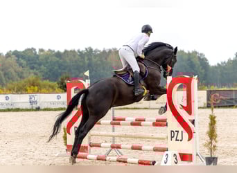 Oldenburger, Wallach, 10 Jahre, 173 cm, Rappe