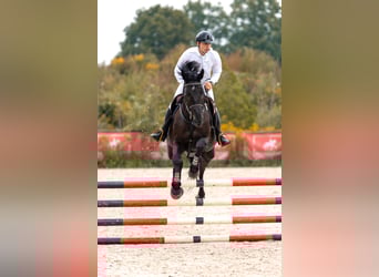 Oldenburger, Wallach, 10 Jahre, 173 cm, Rappe