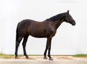 Oldenburger, Wallach, 10 Jahre, 173 cm, Rappe