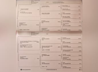 Oldenburger, Wallach, 10 Jahre, 173 cm, Rappe