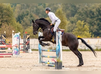 Oldenburger, Wallach, 10 Jahre, 173 cm, Rappe