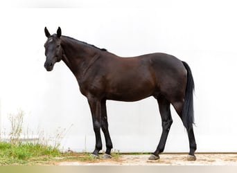 Oldenburger, Wallach, 10 Jahre, 173 cm, Rappe