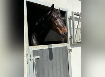 Oldenburger, Wallach, 10 Jahre, 174 cm, Schwarzbrauner