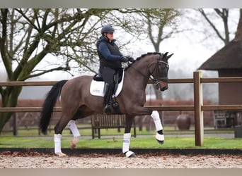 Oldenburger, Wallach, 10 Jahre, 174 cm, Schwarzbrauner