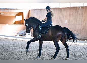 Oldenburger, Wallach, 10 Jahre, 174 cm, Schwarzbrauner