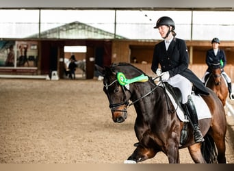 Oldenburger, Wallach, 10 Jahre, 174 cm, Schwarzbrauner
