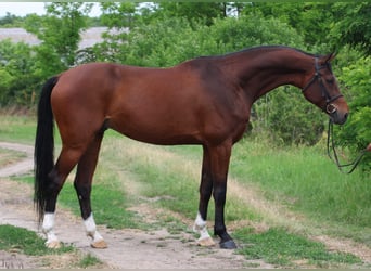 Oldenburger, Wallach, 10 Jahre, 175 cm, Brauner