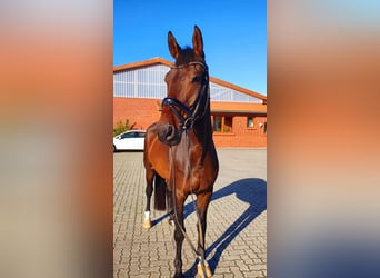 Oldenburger, Wallach, 10 Jahre, 176 cm, Dunkelbrauner