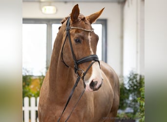 Oldenburger, Wallach, 10 Jahre, 177 cm, Dunkelfuchs