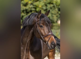 Oldenburger, Wallach, 10 Jahre, 180 cm, Dunkelbrauner