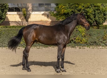 Oldenburger, Wallach, 10 Jahre, 180 cm, Dunkelbrauner