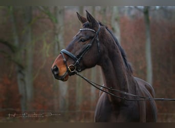 Oldenburger, Wallach, 10 Jahre, 182 cm, Dunkelbrauner