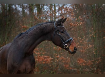 Oldenburger, Wallach, 10 Jahre, 182 cm, Dunkelbrauner