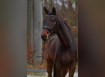 Oldenburger, Wallach, 10 Jahre, 182 cm, Dunkelbrauner