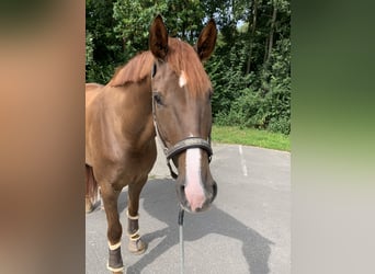 Oldenburger, Wallach, 10 Jahre, 182 cm, Dunkelfuchs