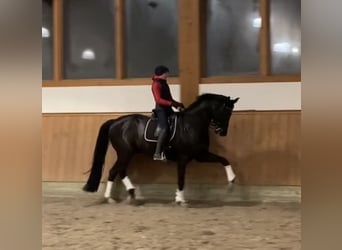 Oldenburger, Wallach, 10 Jahre, 188 cm, Rappe