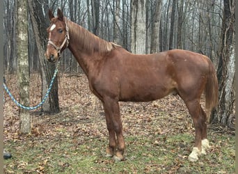 Oldenburger Mix, Wallach, 11 Jahre, 160 cm, Rotfuchs