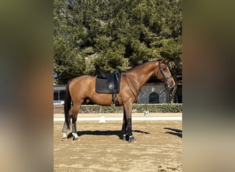 Oldenburger, Wallach, 11 Jahre, 165 cm, Rotbrauner