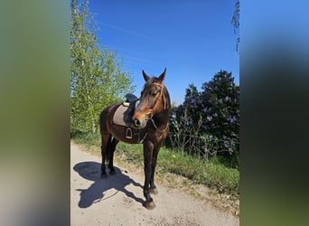 Oldenburger, Wallach, 11 Jahre, 167 cm, Dunkelbrauner