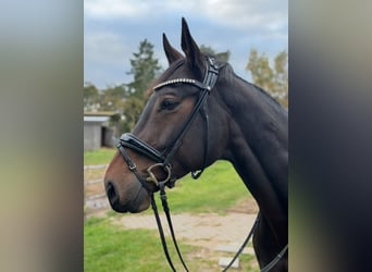 Oldenburger, Wallach, 11 Jahre, 168 cm, Dunkelbrauner