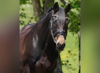 Oldenburger, Wallach, 11 Jahre, 168 cm, Schwarzbrauner