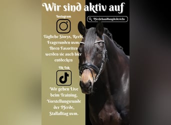 Oldenburger, Wallach, 11 Jahre, 168 cm, Schwarzbrauner