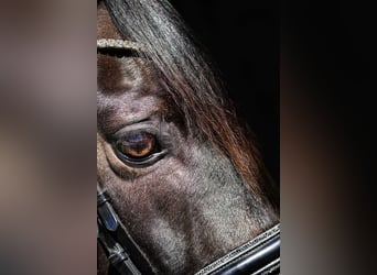 Oldenburger, Wallach, 11 Jahre, 168 cm, Schwarzbrauner