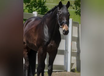 Oldenburger, Wallach, 11 Jahre, 168 cm, Schwarzbrauner