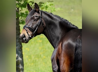 Oldenburger, Wallach, 11 Jahre, 168 cm, Schwarzbrauner