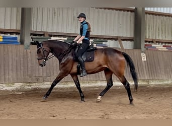 Oldenburger, Wallach, 11 Jahre, 169 cm, Dunkelbrauner