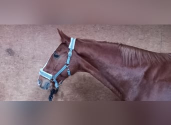 Oldenburger, Wallach, 11 Jahre, 169 cm, Fuchs