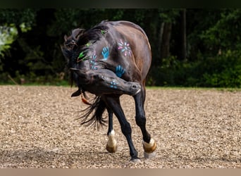 Oldenburger, Wallach, 11 Jahre, 169 cm, Rappe