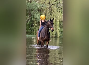 Oldenburger, Wallach, 11 Jahre, 169 cm, Schwarzbrauner