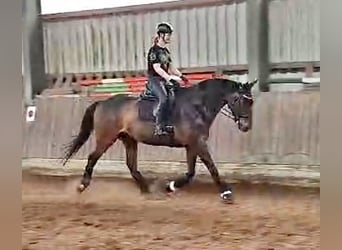 Oldenburger, Wallach, 11 Jahre, 169 cm, Schwarzbrauner